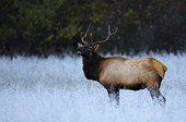 Manitoban Elk in frosted field, Cataloochee Valley, Great Smoky Mountains National Park, North Carolina, USA