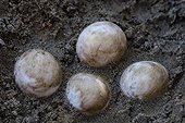 Radiated tortoise eggs, Madagascar