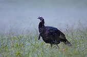 Eastern Wild Turkey, Cataloochee Valley, Great Smoky Mountains National Park, North Carolina, USA