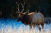 Manitoban elk, Cataloochee Valley, Great Smoky Mountains National Park, North Carolina, USA