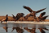 6 juvenile White-tailed Eagles