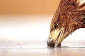 Portrait of a White-tailed Eagle putting its beak in ice