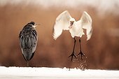 Grey heron facing an Eurasian Spoonbill that take off in snow
