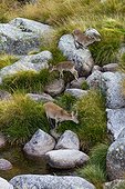 Bouquetins d'Espagne (Capra pyrenaica) sur rochers, Sierra de Gredos, Avila, Castilla y León, Espagne