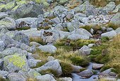 Bouquetins d'Espagne (Capra pyrenaica) sur rochers, Sierra de Gredos, Avila, Castilla y León, Espagne