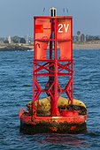 Lions de mer de Steller (Eumetopias jubatus) sur balise flottante, Californie, USA