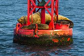 Lions de mer de Steller (Eumetopias jubatus) sur balise flottante, Californie, USA