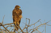Tawny Eagle (Aquila rapax) - Perching in the early morning. Etosha National Park, Namibia.
