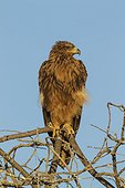 Tawny Eagle (Aquila rapax) - Perching in the early morning. Etosha National Park, Namibia.