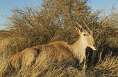 Eland (Taurotragus oryx) - Resting female. Kalahari Desert, Namibia.