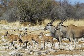 Eland (Taurotragus oryx) - Female on the right, male and four calves. On their way to a waterhole. Etosha National Park, Namibia.
