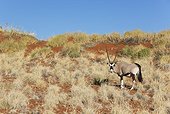 Gemsbok (Oryx gazella) - At a grass-grown dune at the edge of the Namib Desert. NamibRand Nature Reserve, Namibia.