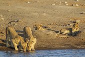 Lion (Panthera leo) - Two drinking females and two resting subadult male cubs at a waterhole. Etosha National Park, Namibia.