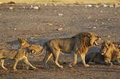 Lion (Panthera leo) - Yawning male. On the right a second male resting, on the left two cubs. Near a waterhole in the evening. Etosha National Park, Namibia.