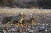 Lion (Panthera leo) - Females and cubs hurry away from a waterhole due to the arrival of a herd of elephants. In the evening. Etosha National Park, Namibia.