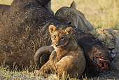 Lion (Panthera leo) - Two females with cub feeding on a Cape Buffalo (Syncerus caffer caffer) which was killed two nights before by the females of the pride. Savuti, Chobe National Park, Botswana.