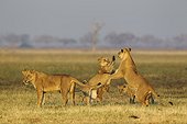 Lion (Panthera leo) - Three females and two cubs, playful in the early morning. Savuti, Chobe National Park, Botswana.