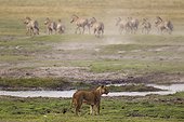 Lion (Panthera leo) - An abortive attempt of a female to hunt a Burchell's Zebra (Equus quagga burchelli). Chobe National Park, Botswana.