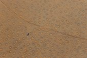 A vehicle of the balloon ground crew tries to follow the flight direction of the hot-air balloon, crossing a sandy plain at the edge of the Namib Desert. The so-called 'Fairy Circles' are circular patches without any vegetation which according to recent scientific studies are caused by termites. Photographed from a hot-air balloon. NamibRand Nature Reserve, Namibia.