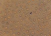 A vehicle of the balloon ground crew tries to follow the flight direction of the hot-air balloon, crossing a sandy plain at the edge of the Namib Desert. The so-called 'Fairy Circles' are circular patches without any vegetation which according to recent scientific studies are caused by termites. Photographed from a hot-air balloon. NamibRand Nature Reserve, Namibia.