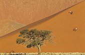 Tourist having fun at Dune 45 in the Namib Desert. This is probably the worlds most photographed and climbed dune. The tree is a Camelthorn tree (Acacia erioloba). In the evening. Namib-Naukluft National Park, Namibia.