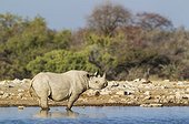 Black Rhinoceros (Diceros bicornis) - Also called Hook-lipped Rhinoceros. Male at a waterhole. Etosha National Park, Namibia.