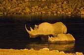 Black Rhinoceros (Diceros bicornis) - Also called Hook-lipped Rhinoceros. Cow with calf at night in the floodlit waterhole of the Okaukuejo Camp. Etosha National Park, Namibia.