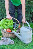 Woman holding a basket of assorted vegetables and watering zinc: tomatoes, peppers, lettuce, zucchini, potatoes, country atmosphere,