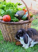 Basket of mixed vegetables: tomatoes, peppers, lettuce, zucchini, potatoes and dwarf rabbit ram, country atmosphere,