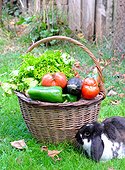 Basket of mixed vegetables: tomatoes, peppers, lettuce, zucchini, potatoes and dwarf rabbit ram, country atmosphere,