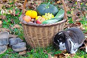Basket of various autumn vegetables: pumpkin, zucchini, apples, nuts .... and dwarf ram rabbit, country atmosphere,