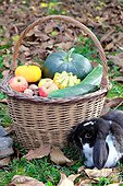 Basket of various autumn vegetables: pumpkin, zucchini, apples, nuts .... and dwarf ram rabbit, country atmosphere,