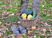 Basket of various autumn vegetables: pumpkin, zucchini, apples, walnuts, chestnuts, ...., pair of shoes, country atmosphere,