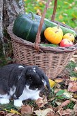 Basket of various autumn vegetables: pumpkin, zucchini, apples, walnuts, chestnuts .... and dwarf rabbit ram, country atmosphere,