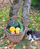 Basket of various autumn vegetables: pumpkin, zucchini, apples, walnuts, chestnuts .... and dwarf rabbit ram, country atmosphere,