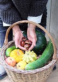 Woman holding chestnut in her hands over a basket of various autumn vegetables: pumpkin, zucchini, apples, walnuts, chestnuts ..., country atmosphere,