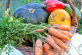 Basket of various autumn vegetables: pumpkin, zucchini, peppers, carrots, country atmosphere,