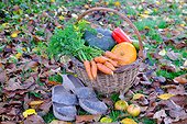 Basket of various autumn vegetables: pumpkin, zucchini, peppers, carrots, pairs of shoes, country atmosphere,