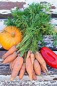 various fall vegetables: pumpkin, peppers, carrots, country atmosphere,