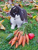 Dwarf ram rabbit next to a bunch of carrots with tops, peppers,