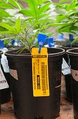 Every marijuana plant is labeled and catalogued from start to finish at commercial grow. Denver, CO