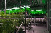 Cannabis plants carefully grown for marijuana dispensary. Pueblo, CO