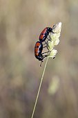 Mylabris beetle (Mylabris quadripunctata), Couple lying on a grass stem in spring, in dry meadow, Plaine des Maures, Les Mayons, Provence-Alpes-Côte d'Azur, France