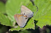 Sloe Hairstreak (Satyrium acaciae), Couple laid in the vegetation at spring, Plaine des Maures, Les Mayons, Provence-Alpes-Côte d'Azur, France
