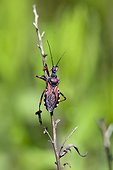 Assassin Bug (Rhynocoris sp.), On a dry stem shrub in spring Plaine des Maures, Les Mayons, Provence-Alpes-Côte d'Azur, France