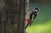 Great Spotted Woodpecker (Dendrocopos major), Clinging to a trunk in the fall in a country garden, Lorraine, France