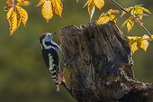 Middle Spotted Woodpecker (Dendrocopos medius), Clinging to a dead tree trunk in the fall in a country garden, Lorraine, France