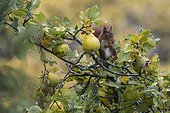 Red squirrel (Sciurus vulgaris), In a Quince tree (Cydonia vulgaris) inautumn in a country garden, Lorraine, France
