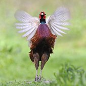 Pheasant flapping its wings at bird park of the Marais Poitevin, Saint-Hilaire-la-Palud, France