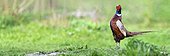 Pheasant male singing on a abuts land in a meadow at bird park of the Marais Poitevin, Saint-Hilaire-la-Palud, France